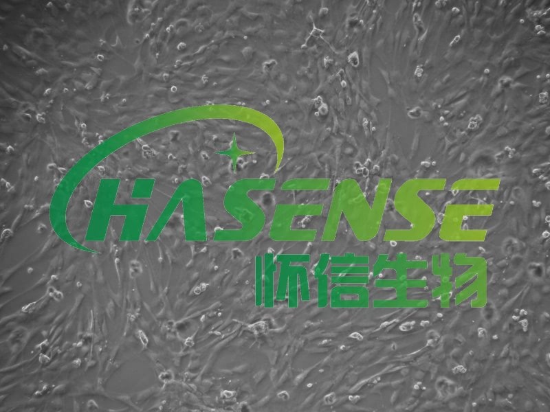 大鼠肺大動脈內皮細胞