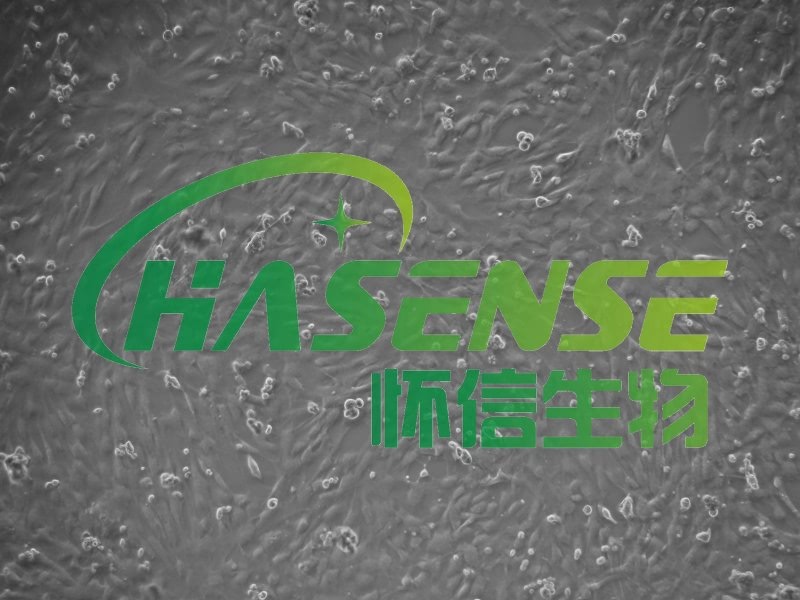 小鼠肺微血管內(nèi)皮細胞