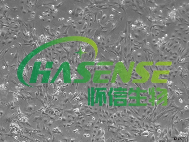 大鼠氣管上皮細(xì)胞