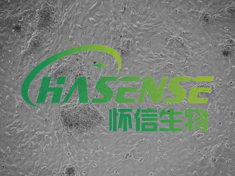 II型肺泡上皮細(xì)胞